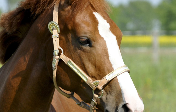 professionelles-animalisches-fotoshooting-bremen-fuer-pferd