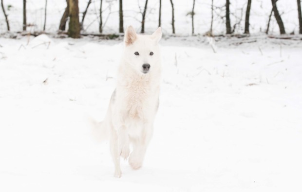 schlittenhundefahrt-neu-benthen-erlebnis