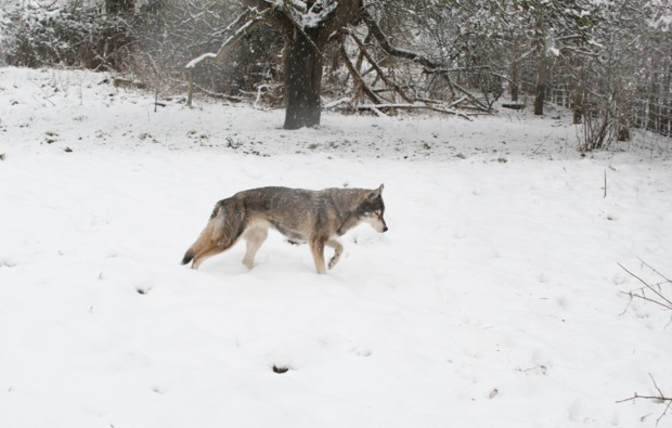 schlittenhundefahrt-neu-benthen-husky-tag