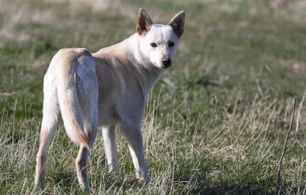 schlittenhundefahrt-neu-benthen-neugier