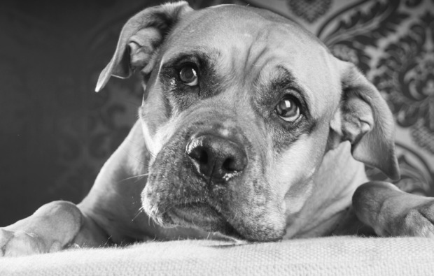 tier-fotoshooting-chemnitz-haustier