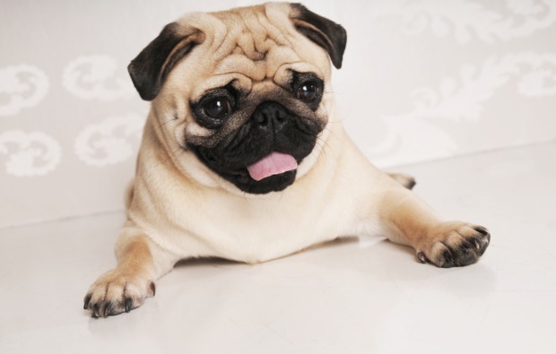 tier-fotoshooting-chemnitz-mops