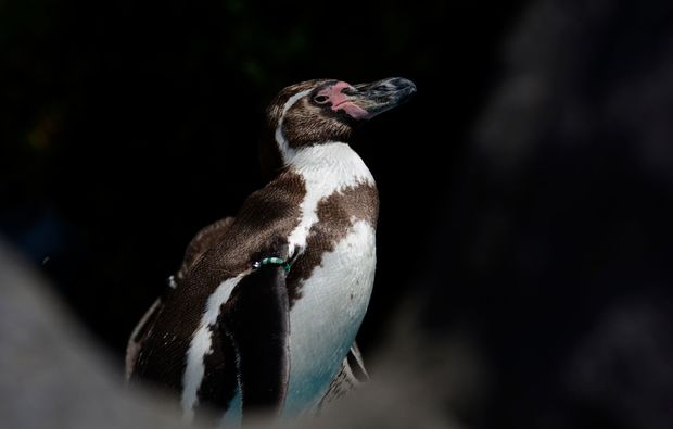 fotokurs-koeln-pinguin
