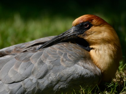 Fotokurs Durch Den Kolner Zoo Als Geschenk Mydays