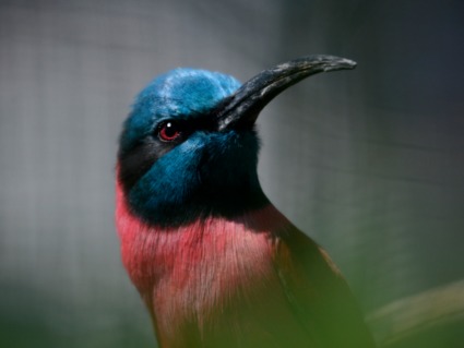 Fotokurs Durch Den Kolner Zoo Als Geschenk Mydays