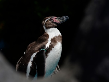 Fotokurs Durch Den Kolner Zoo Als Geschenk Mydays