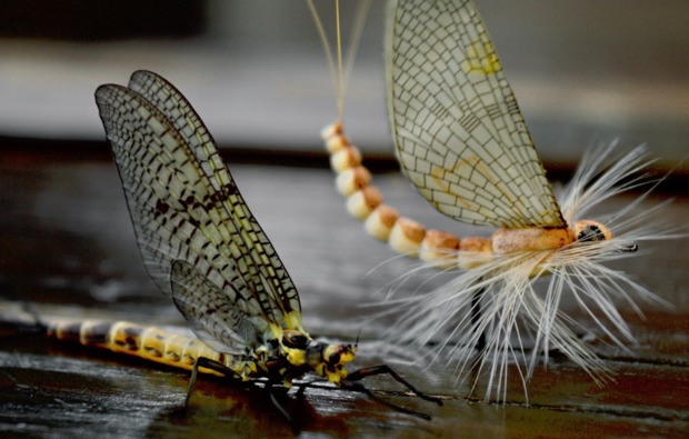 fliegenfischen-frankfurt-am-main-koeder-insekten