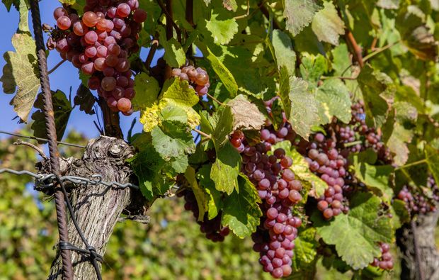 stillfried-weinreise-weingut-kuessler