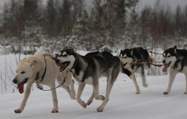 schlittenhunde-workshop-markt-bibart-husky