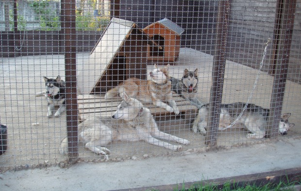 schlittenhunde-workshop-markt-bibart-rudel
