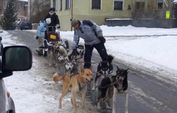 schlittenhunde-workshop-markt-bibart-vorbereitung