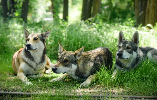 husky-trekking-bueren-bg1