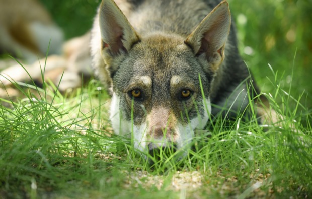 husky-trekking-bueren-bg4