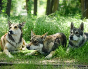 Wolfhunde-Trekking Ca. 3 Stunden