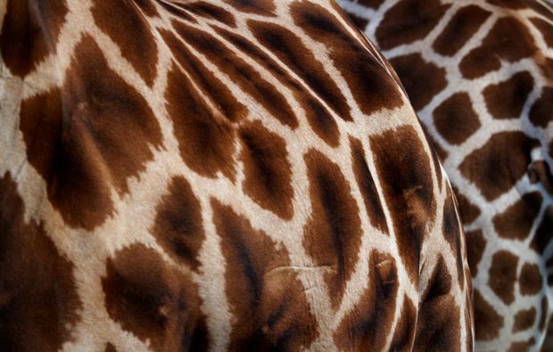 fotokurs-hannover-giraffe