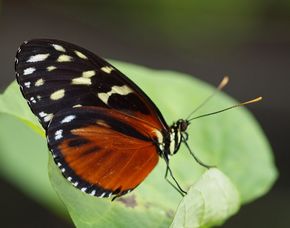 Fotokurs Durch Den Botanischen Garten Augsburg Als Geschenk Mydays