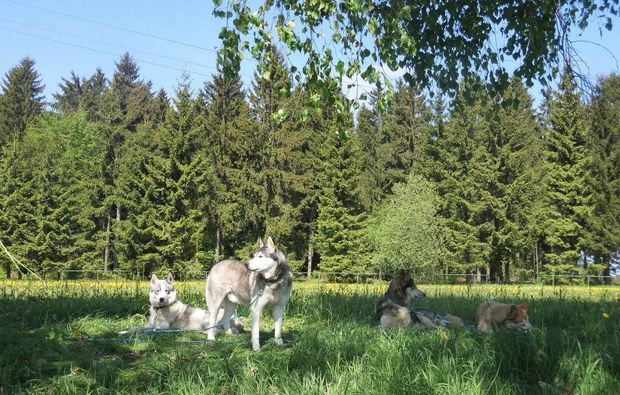 2 Tage (1 Übernachtung) • Husky-Abenteuer-Trip Mödingen