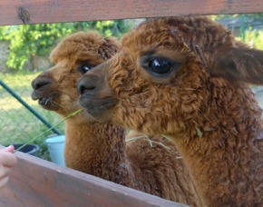 Lama- & Alpakawanderung