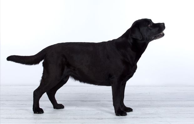 animalisches-fotoshooting-erlangen-hund