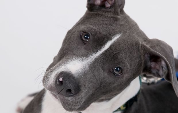 animalisches-fotoshooting-erlangen-shooting