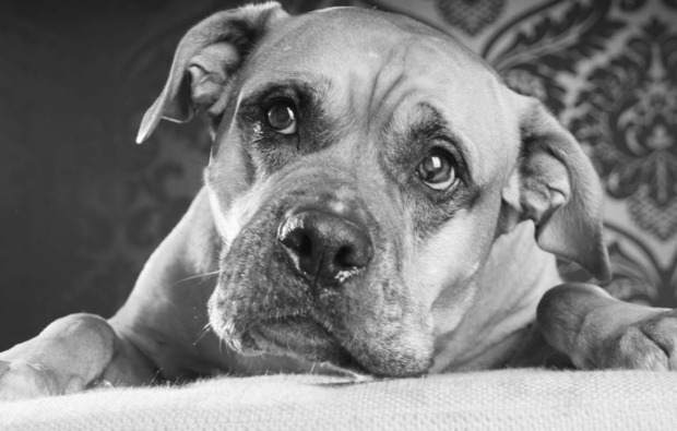 tier-fotoshooting-viernheim-hundeblick