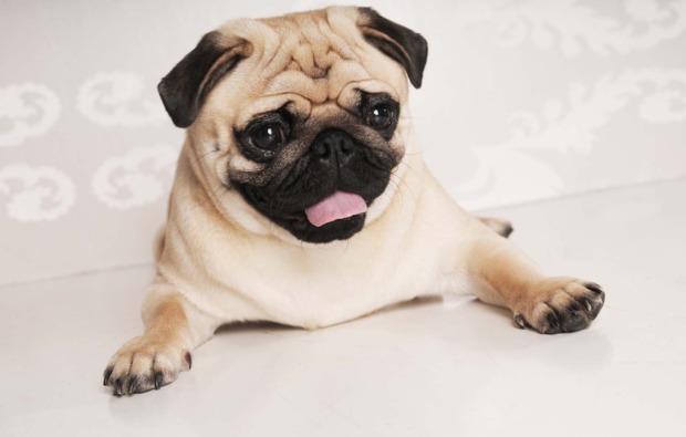 tier-fotoshooting-viernheim-mops