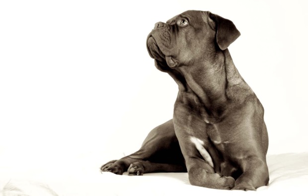 tier-fotoshooting-viernheim-shooting