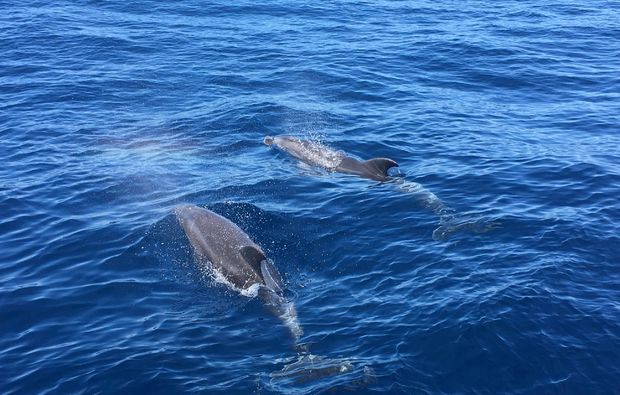 romantische-segeltoerns-mallorca-delfine