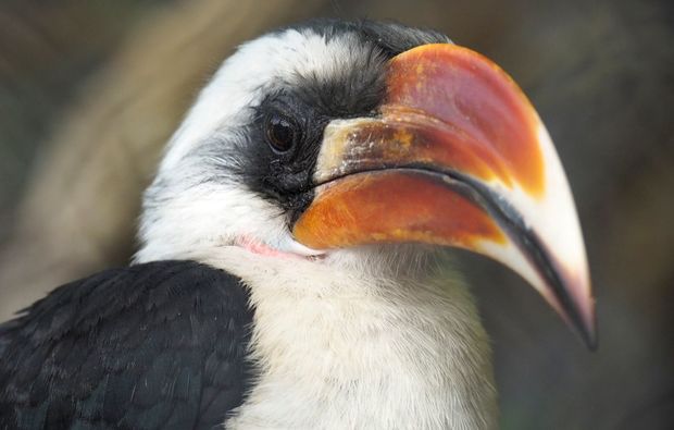 fotokurs-hamburg-vogel