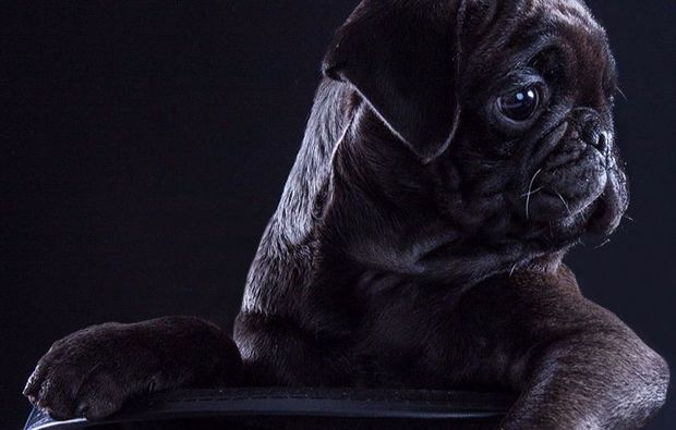 animalisches-fotoshooting-neubiberg-animal