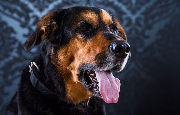 animalisches-fotoshooting-neubiberg-bild-freizeit