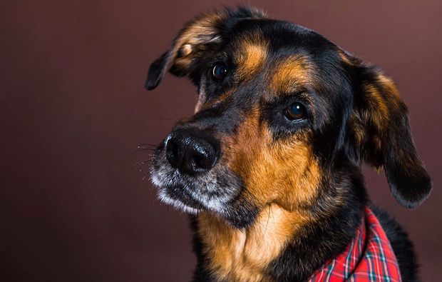 animalisches-fotoshooting-neubiberg-dog