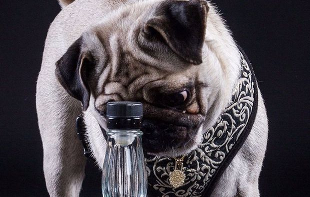 animalisches-fotoshooting-neubiberg-flasche