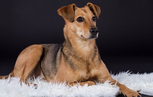 animalisches-fotoshooting-neubiberg-foto