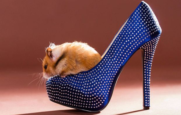 animalisches-fotoshooting-neubiberg-hamster-schuh
