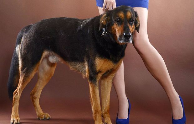 animalisches-fotoshooting-neubiberg-hund