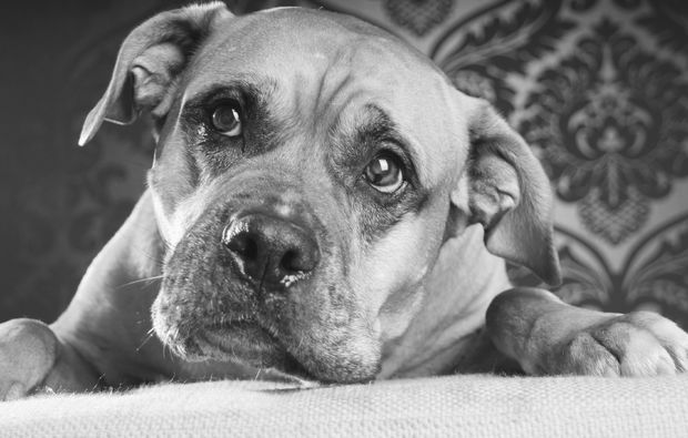 animalisches-fotoshooting-hannover-blick