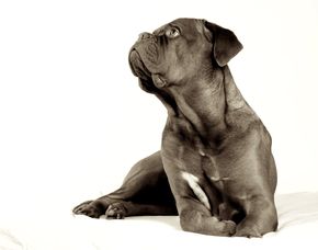 Tier Fotoshooting