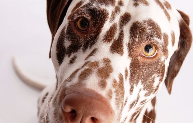 animalisches-fotoshooting-hannover-nase