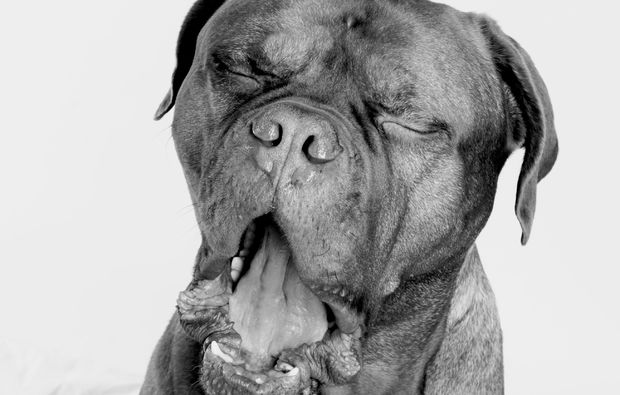 animalisches-fotoshooting-leipzig-augen