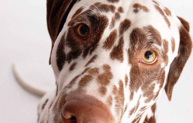 animalisches-fotoshooting-leipzig-flecken