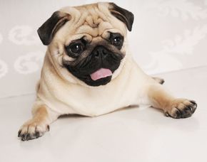 Tier Fotoshooting