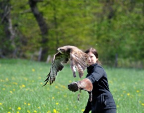 Falkner fr einen Tag