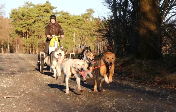 schlittenhundefahrt-stinstedt-bg2
