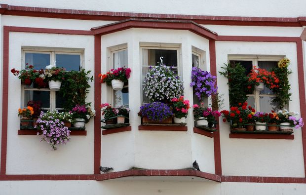 fotokurs-heidelberg-flower