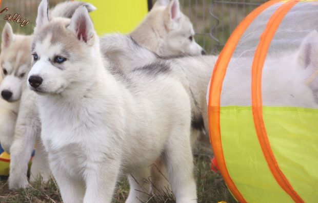 animalisch-fotoshooting-dietfur