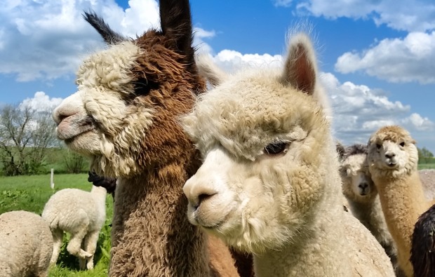 lama-alpakawanderung-uebersee-bg1
