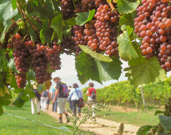 Weinbergwanderung mit Weinprobe Brühler Hof mit Verkostung von 9 Weinen