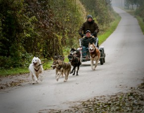 Schlittenhundefahrt