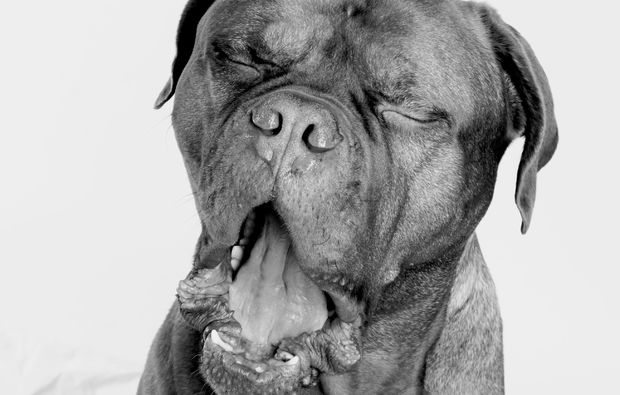 animalisches-fotoshooting-magdeburg-gaehnen